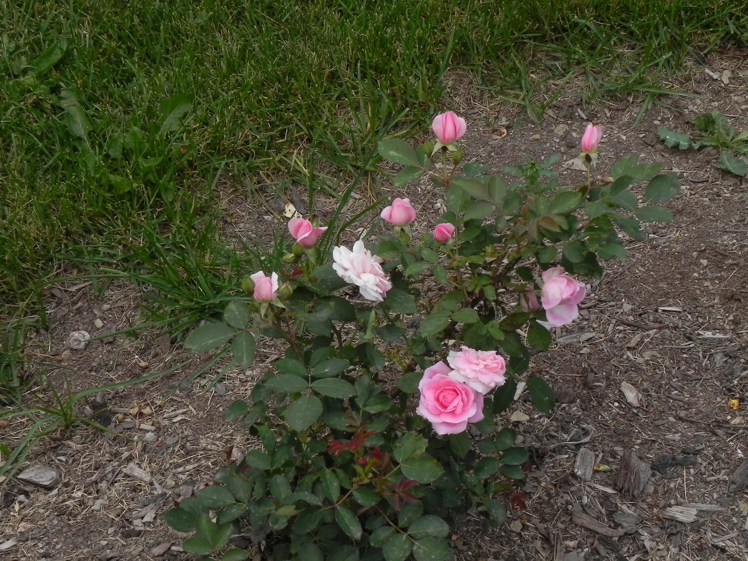 Prairie Joy Rose — Corn Hill Nursery